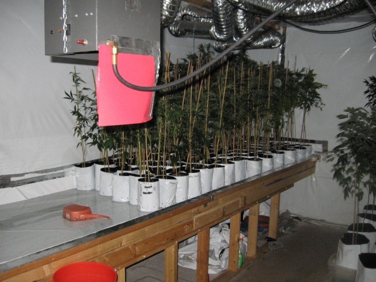Marijuana plants